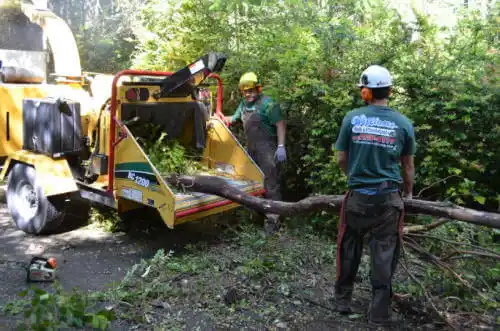 tree services Lake Elsinore